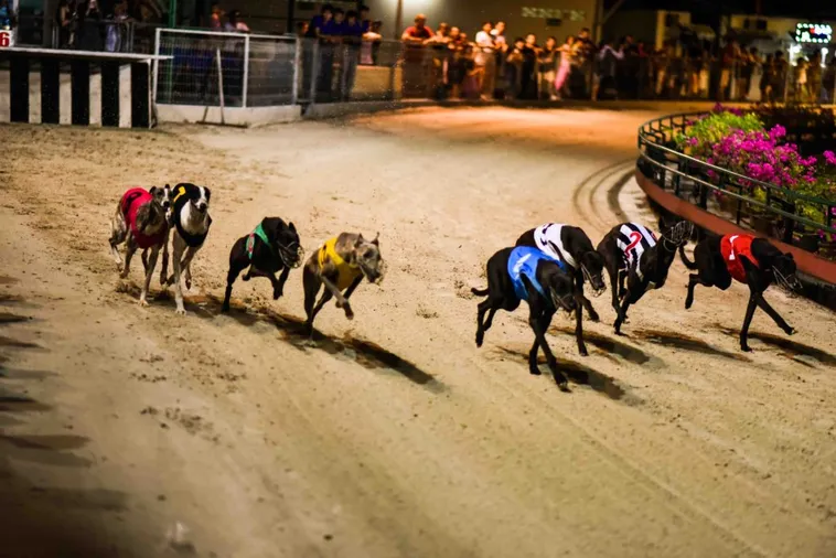 Làm Giàu Nhanh Chóng Với Game Đua Chó Hi88 Cực Dễ 2 Làm Giàu Nhanh Chóng Với Game Đua Chó Hi88 Cực Dễ