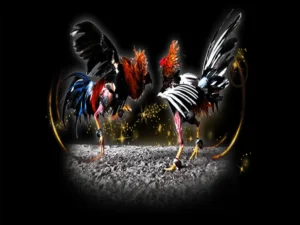 Hướng Dẫn Chơi Đá Gà Sabong Tại Hi88 Cho Người Mới Bắt Đầu