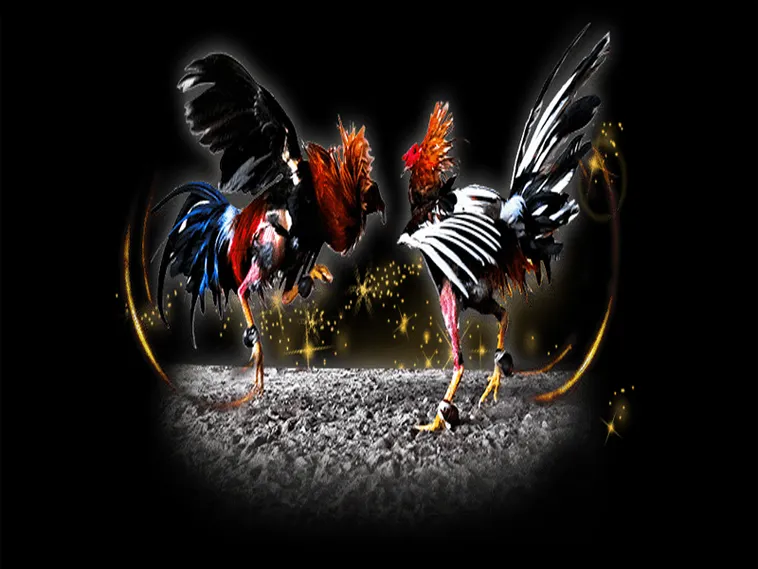 Hướng Dẫn Chơi Đá Gà Sabong Tại Hi88 Cho Người Mới Bắt Đầu 1 Hướng Dẫn Chơi Đá Gà Sabong Tại Hi88 Cho Người Mới Bắt Đầu