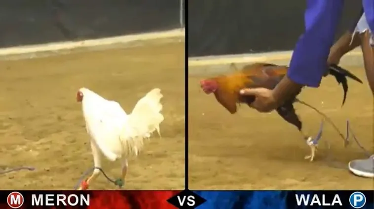 Hướng Dẫn Chơi Đá Gà Sabong Tại Hi88 Cho Người Mới Bắt Đầu 2 Hướng Dẫn Chơi Đá Gà Sabong Tại Hi88 Cho Người Mới Bắt Đầu